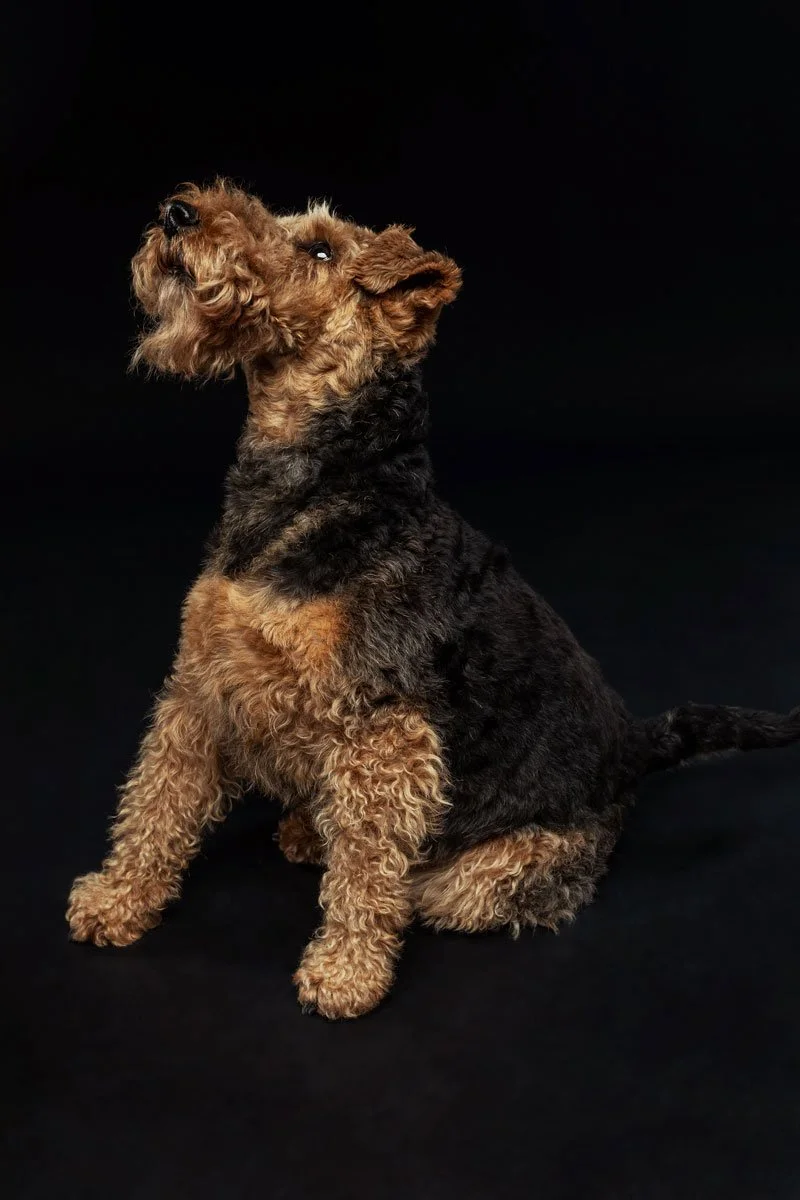 Dolly, a nine year old Welsh Terrier, sitting side on and gazing upwards against a black fine art studio backdrop at Legacy Hound Studio in Plymouth.