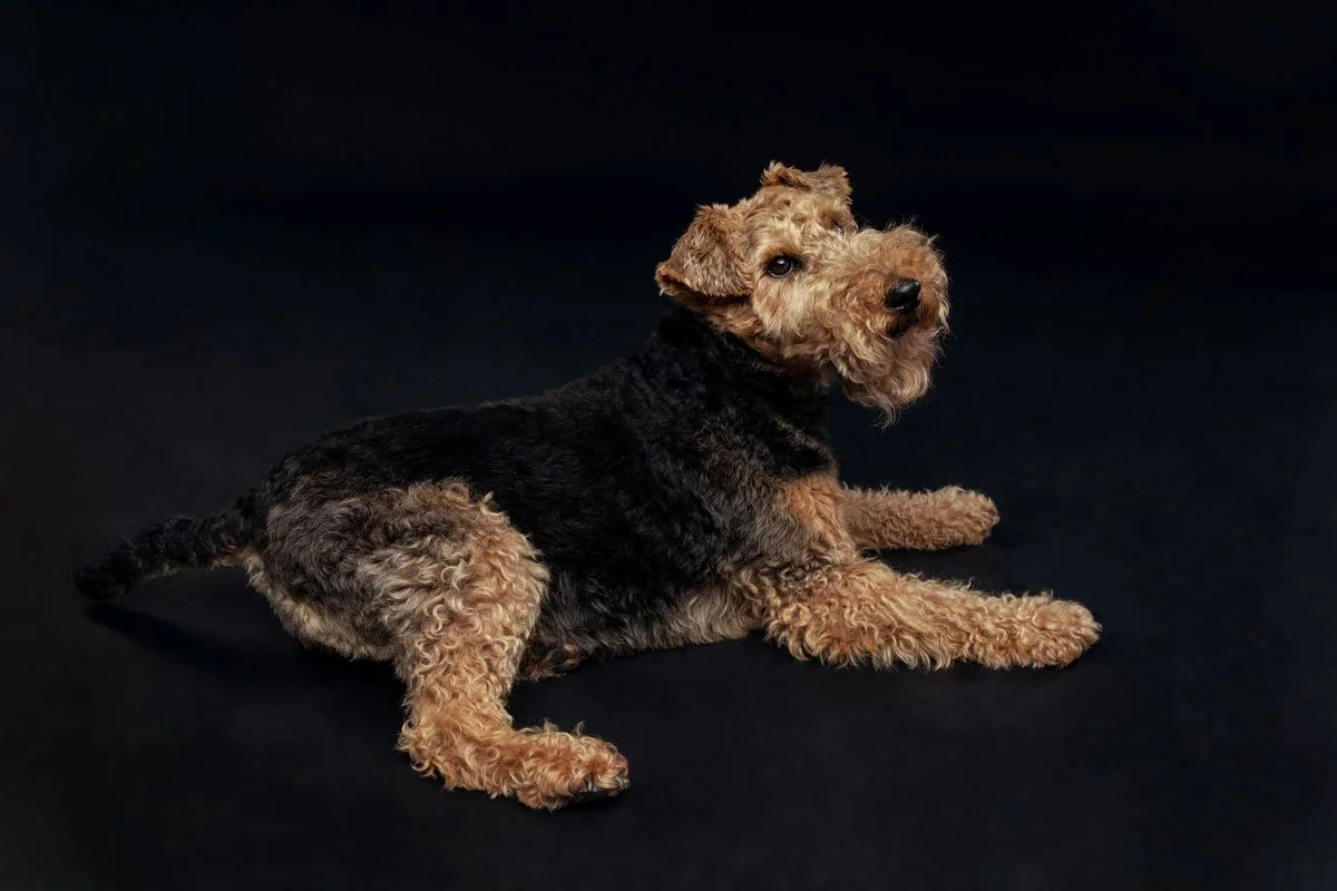 Dolly, a nine year old Welsh Terrier, lying in profile with her head turned towards the camera in soft, directional light against a black studio backdrop.