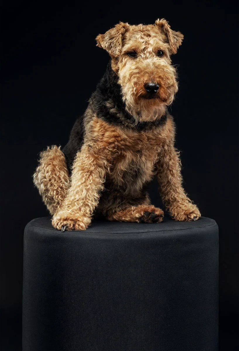 Dolly, a nine year old Welsh Terrier, sitting square on a black plinth and looking straight at the camera against a black fine art studio backdrop.