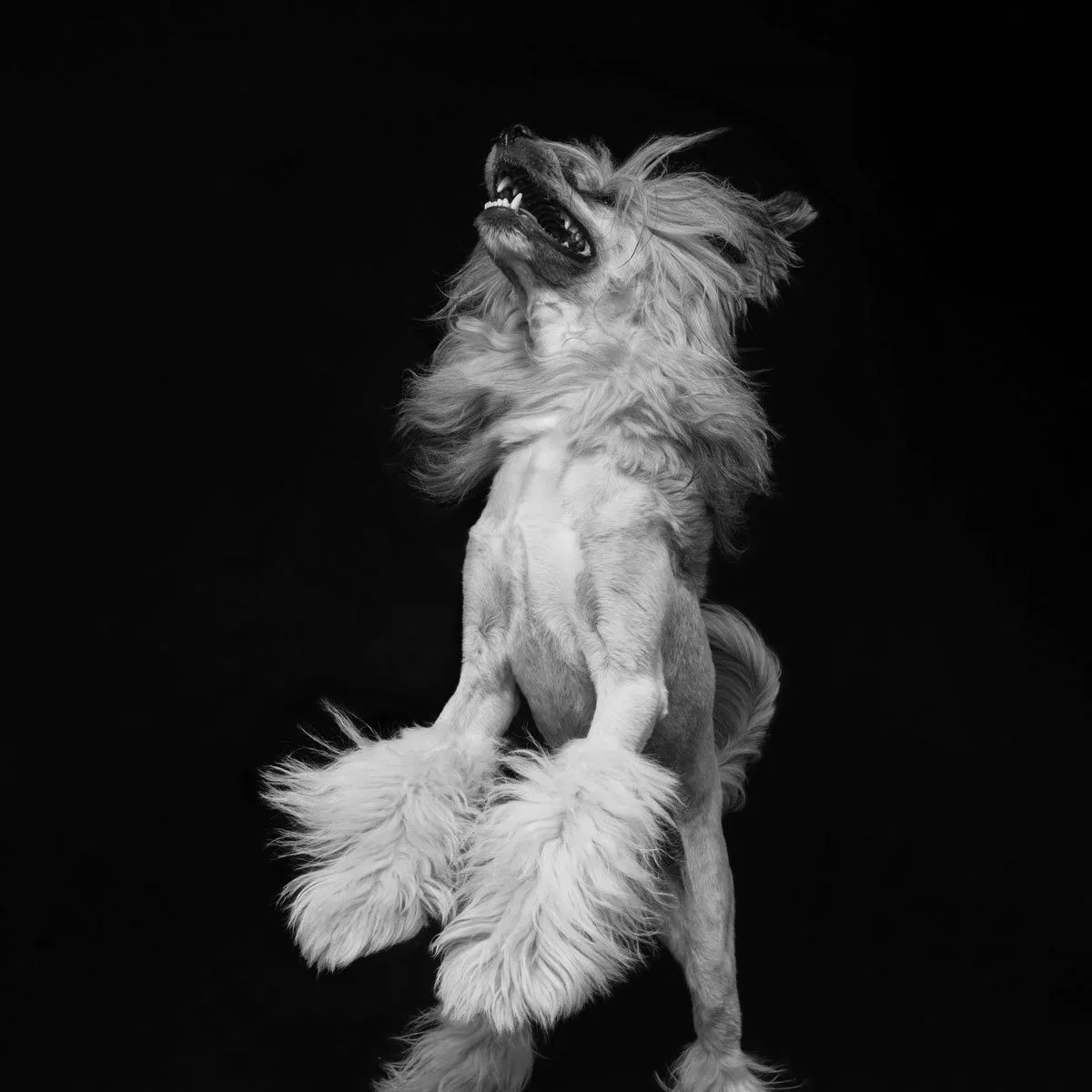 6e90faf4_Legacy-Hound-Studio-Devon-Pet-and-Dog-Photogrphay-room-set--art-chinese-crested-dog_A.jpg
