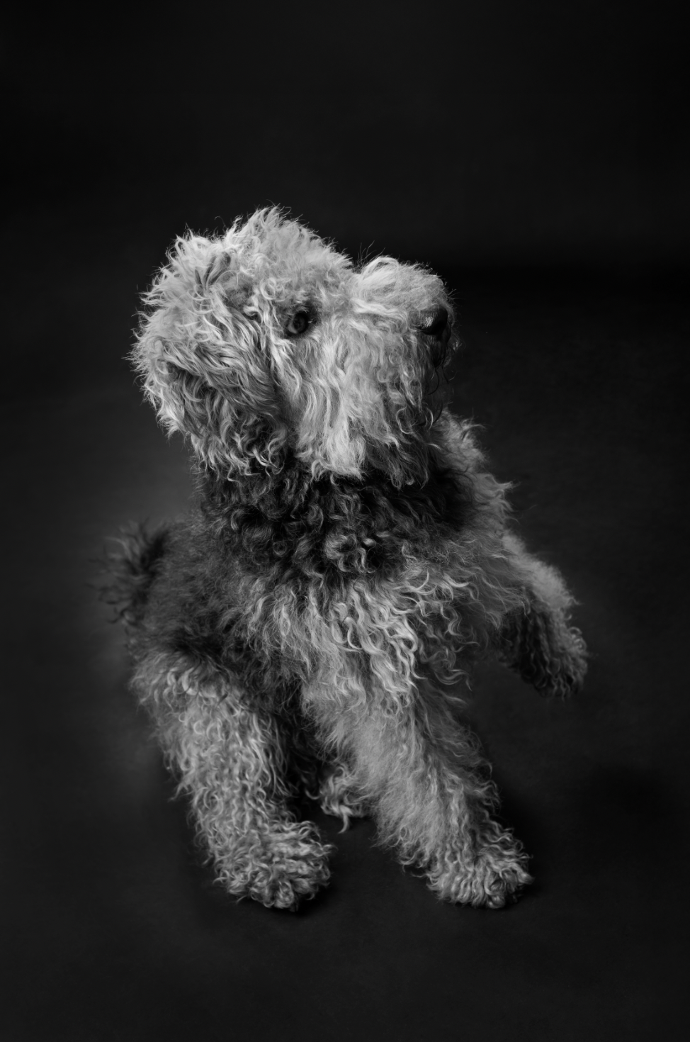 A black and white photo of a curly-coated dog sitting on a dark background.