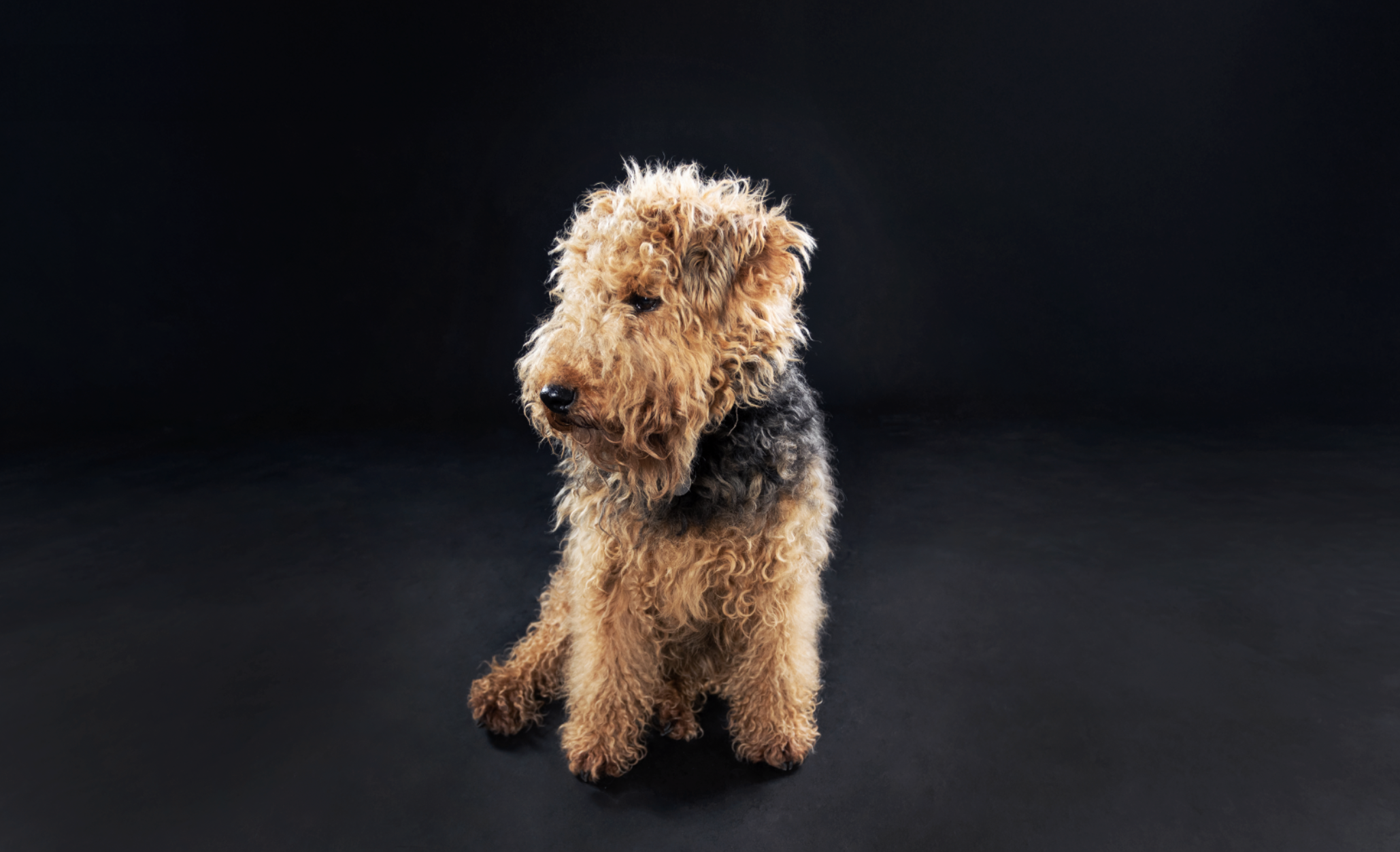 A fluffy, curly-haired dog sitting on a dark surface against a black background.