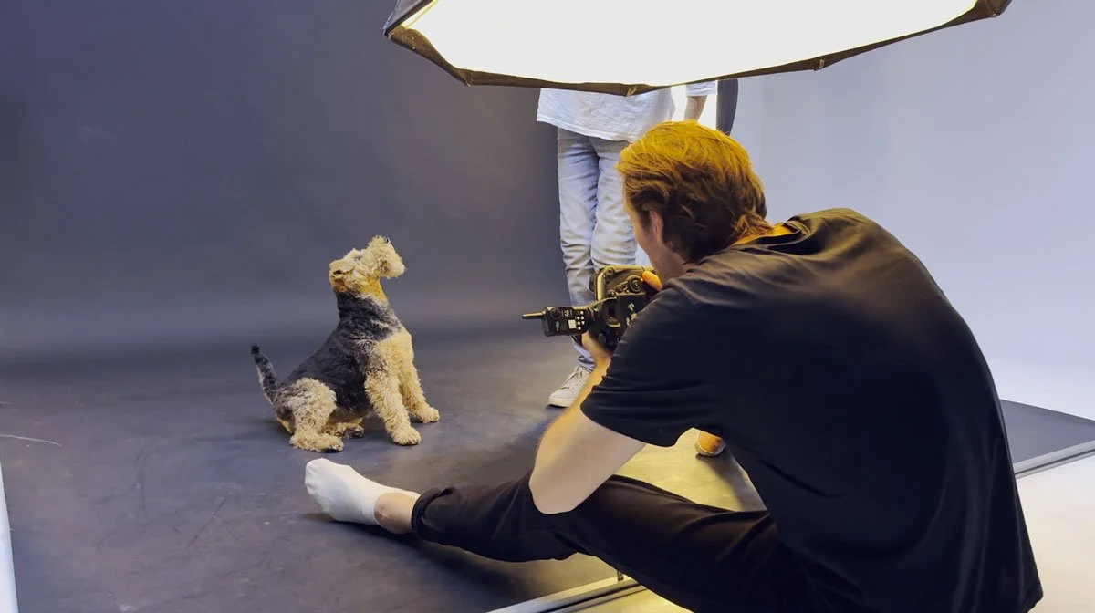 Behind the scenes at the studio, a photographer sits on the floor photographing Dolly the Welsh Terrier while an assistant holds a large reflector.
