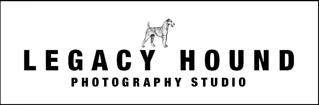 Dog Photography