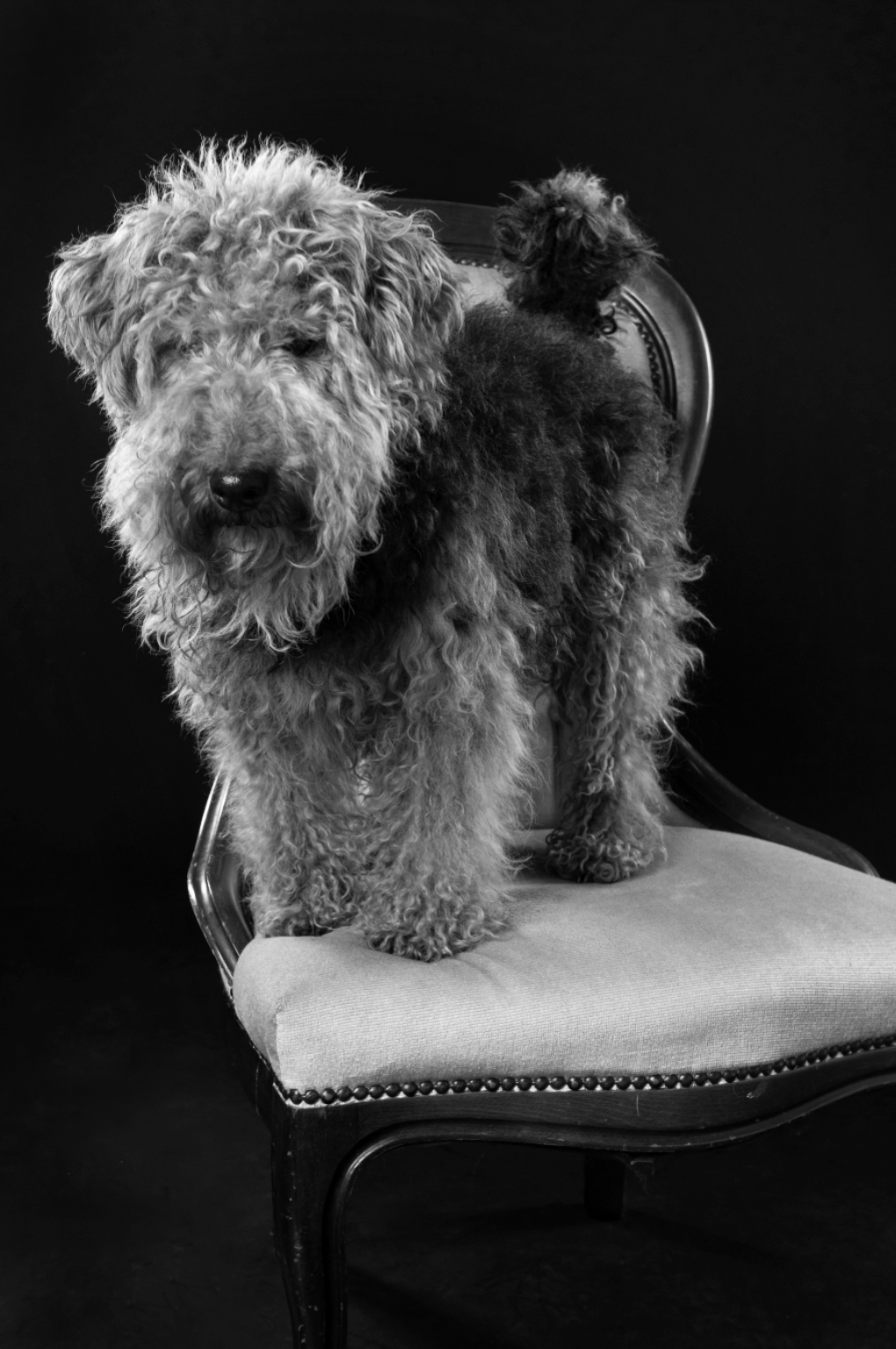 A fluffy, curly-haired dog standing on an upholstered chair with a dark background.
