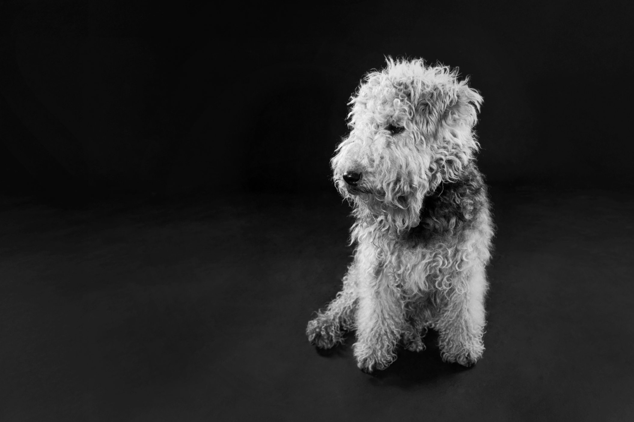 Black and white photo of a fluffy, curly-haired dog sitting against a dark background, looking to the side.