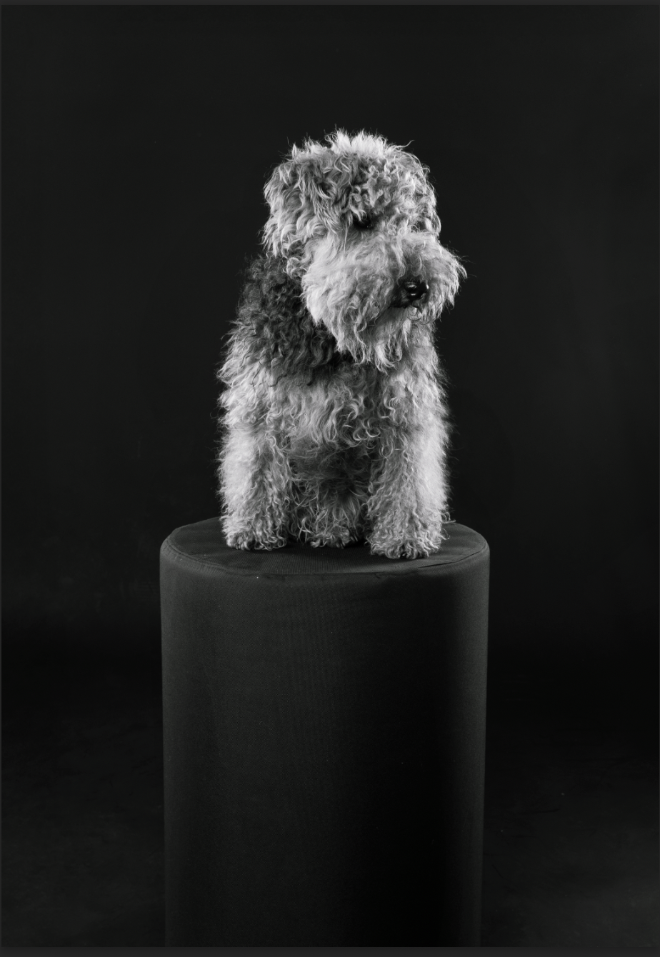 A fluffy, curly-haired dog sitting on a cylindrical black pedestal against a black background.