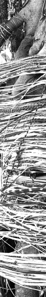 Close-up of a tangled nest of electrical wires on a utility pole with some tree branches nearby.