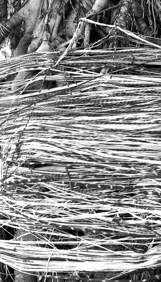 Close-up of a bundle of tangled wires or ropes with tree roots visible behind them.