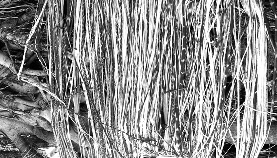 Close-up black and white photo of tall, thin grass or reeds with some fallen leaves or debris in the background.