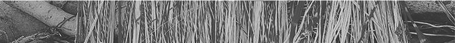 Texture of south asian cultural practice of tying threads around tree trunks