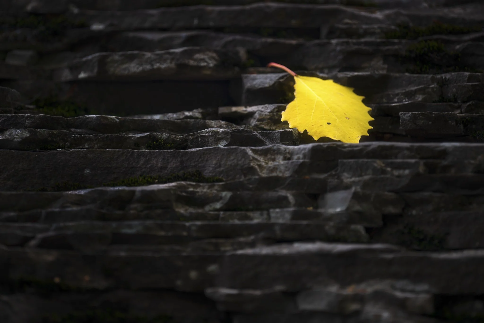 Lone-Leaf-of-Presque.jpg