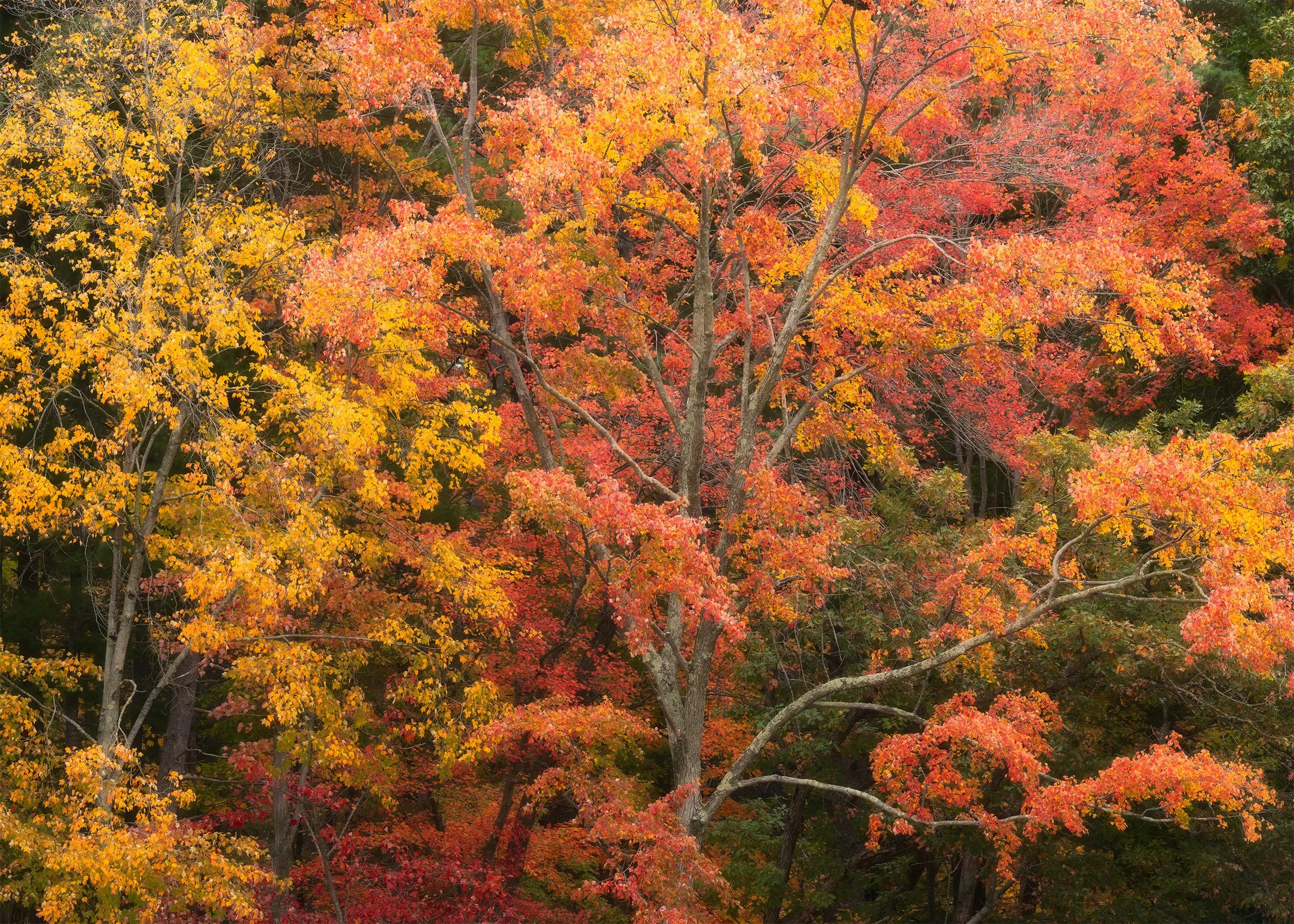1025---Dells-Trees.jpg