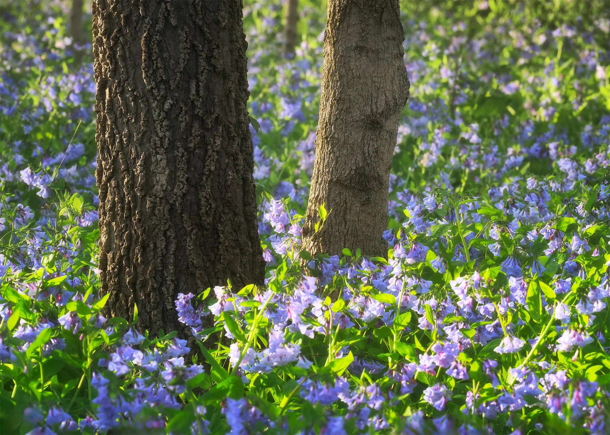 425-Starved-Rock-Bluebells.jpg