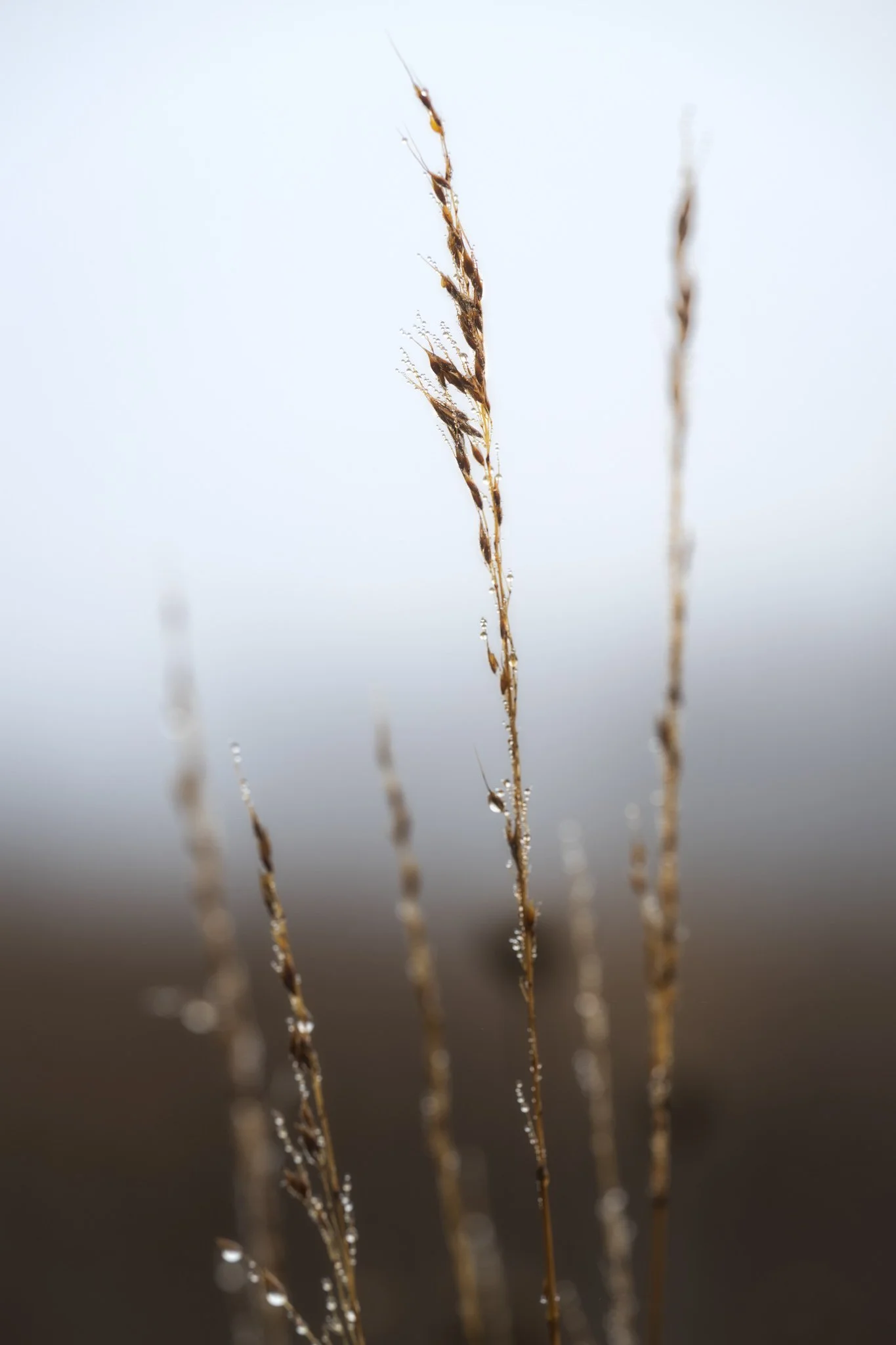 Fog-in-The-Grass-Plains.jpg