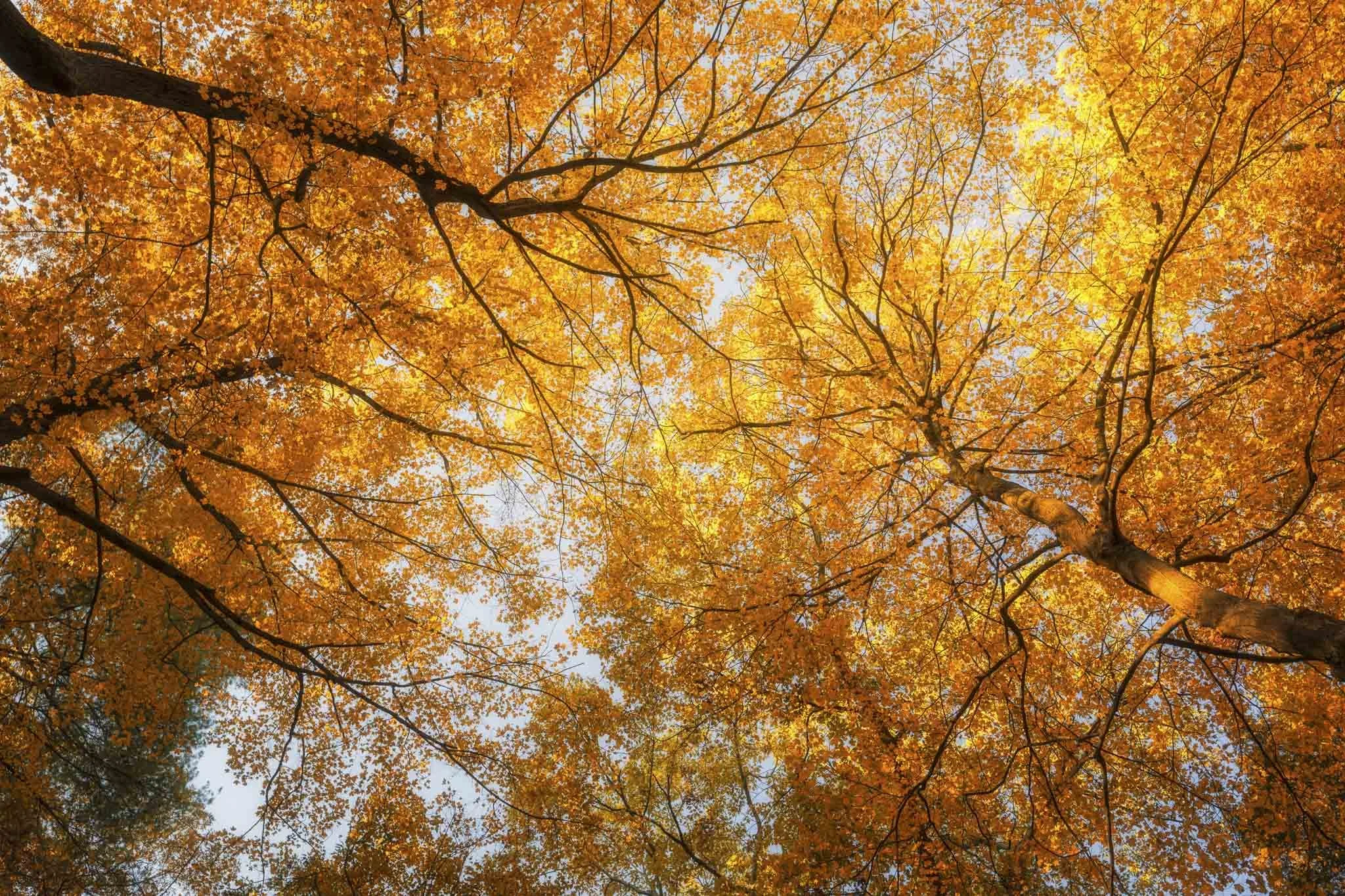 Starved-Rock-Looking-Up-at-Fall.jpg