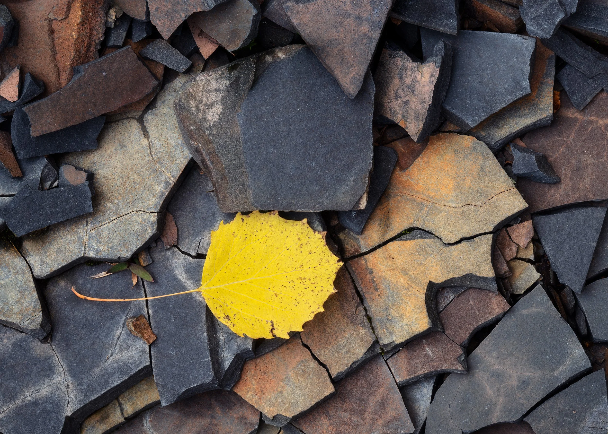 1025-Lone-Leaf.jpg