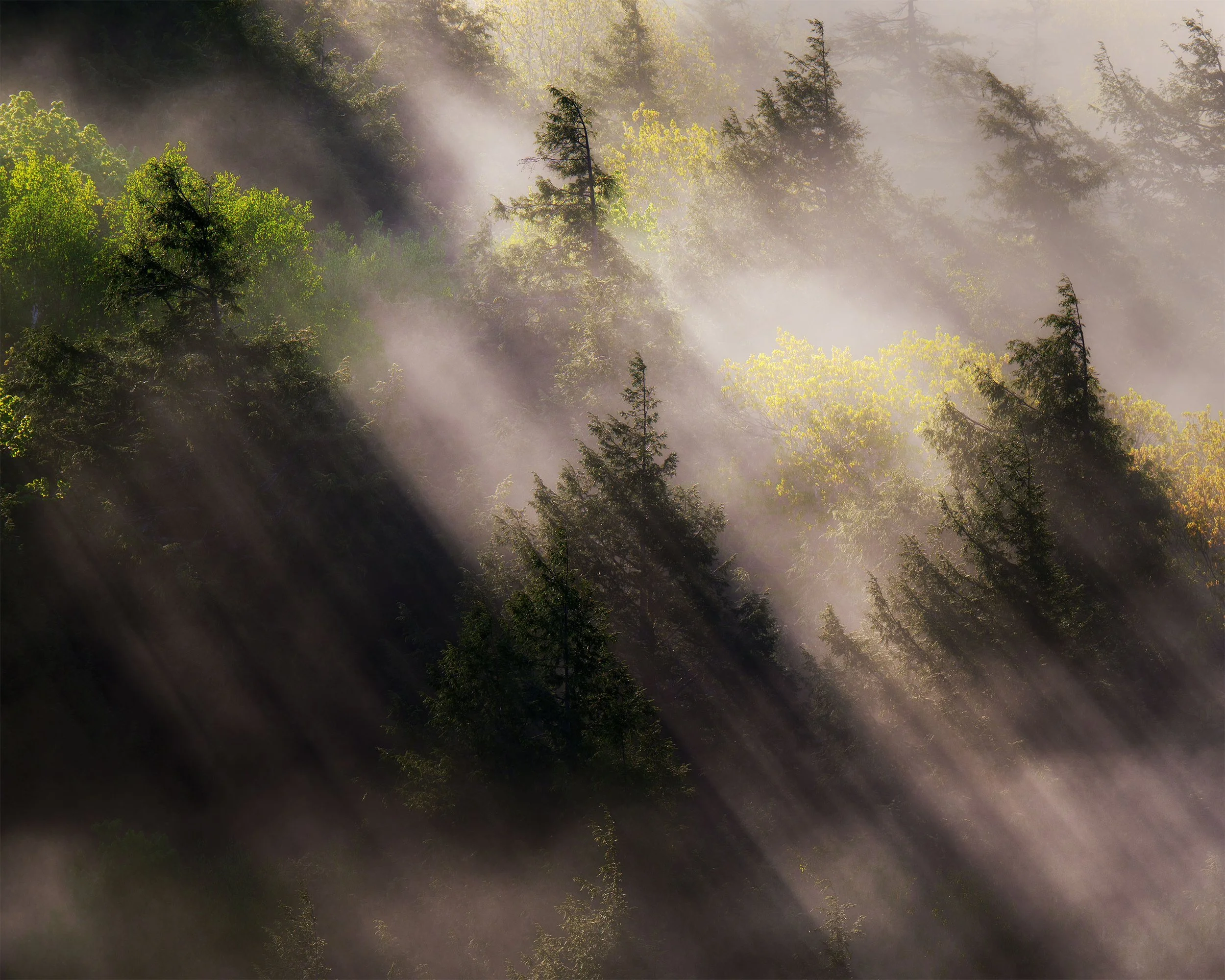 Michigan Landscape Photography Fog and Mist 