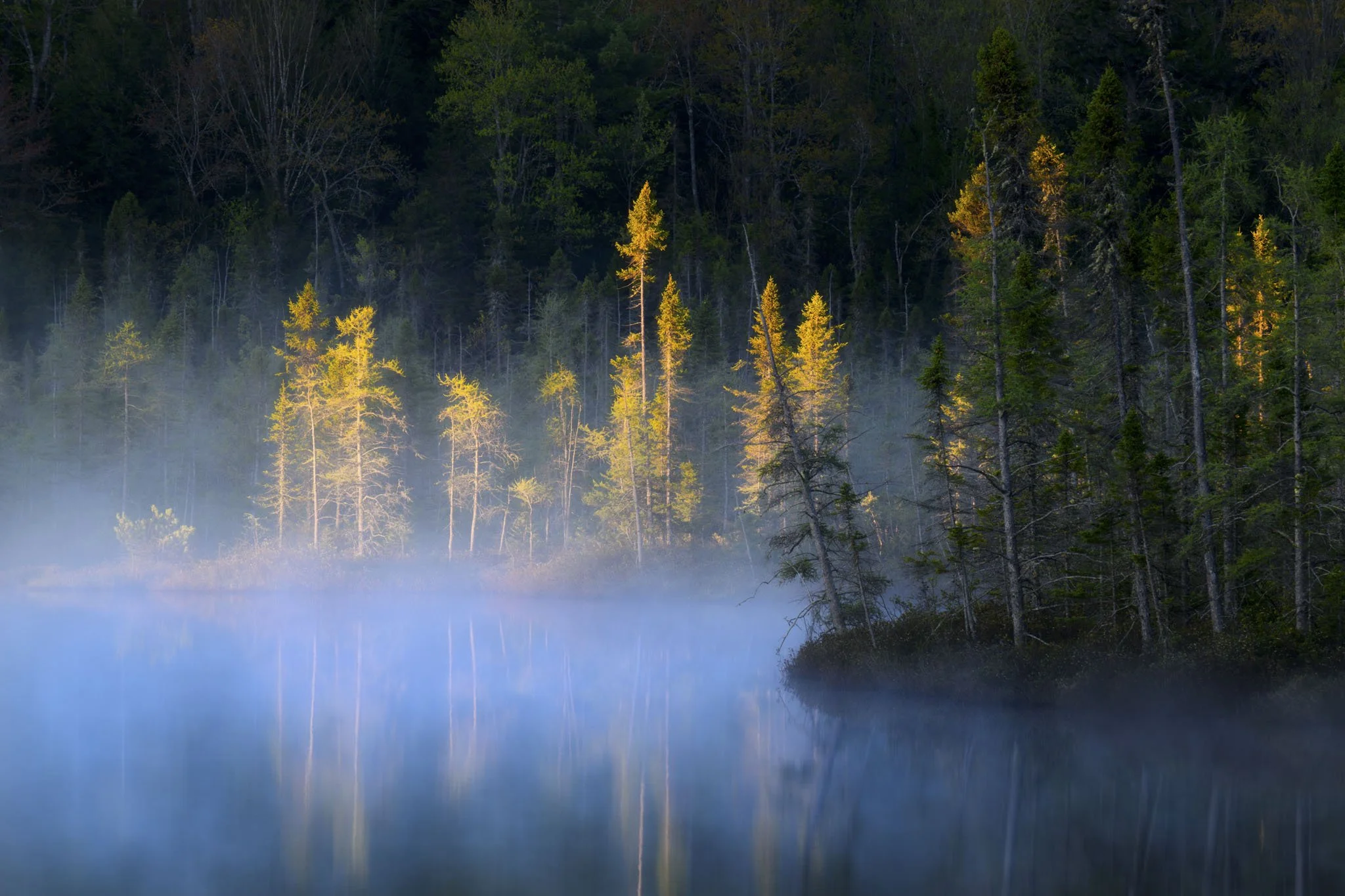 Foggy-Sunrise-Pines-Upper-Peninsula.jpg