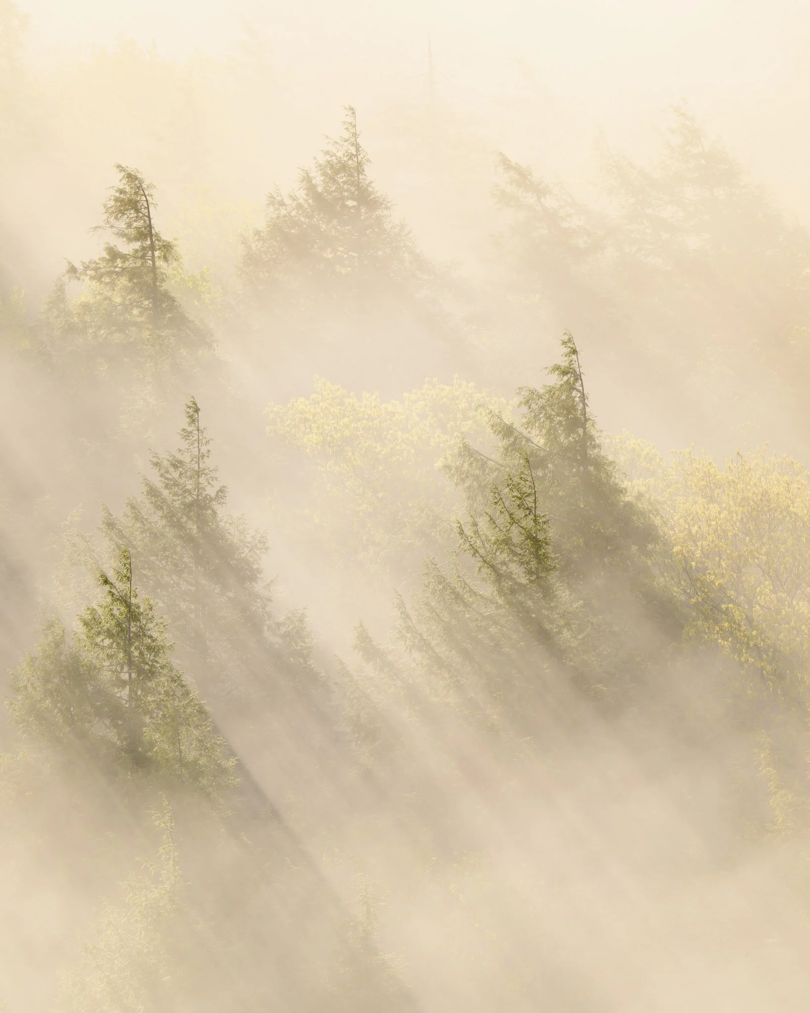 Lake-of-The-Clouds-Fog-Sunrise-Light.jpg