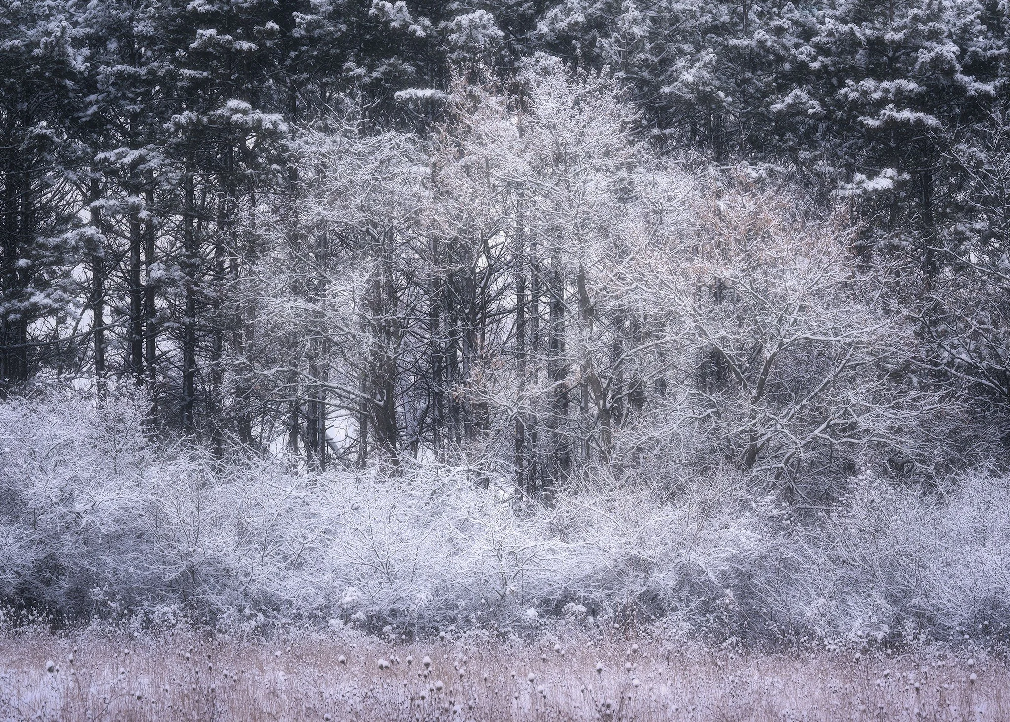 124 Trees-of-Winter.jpg