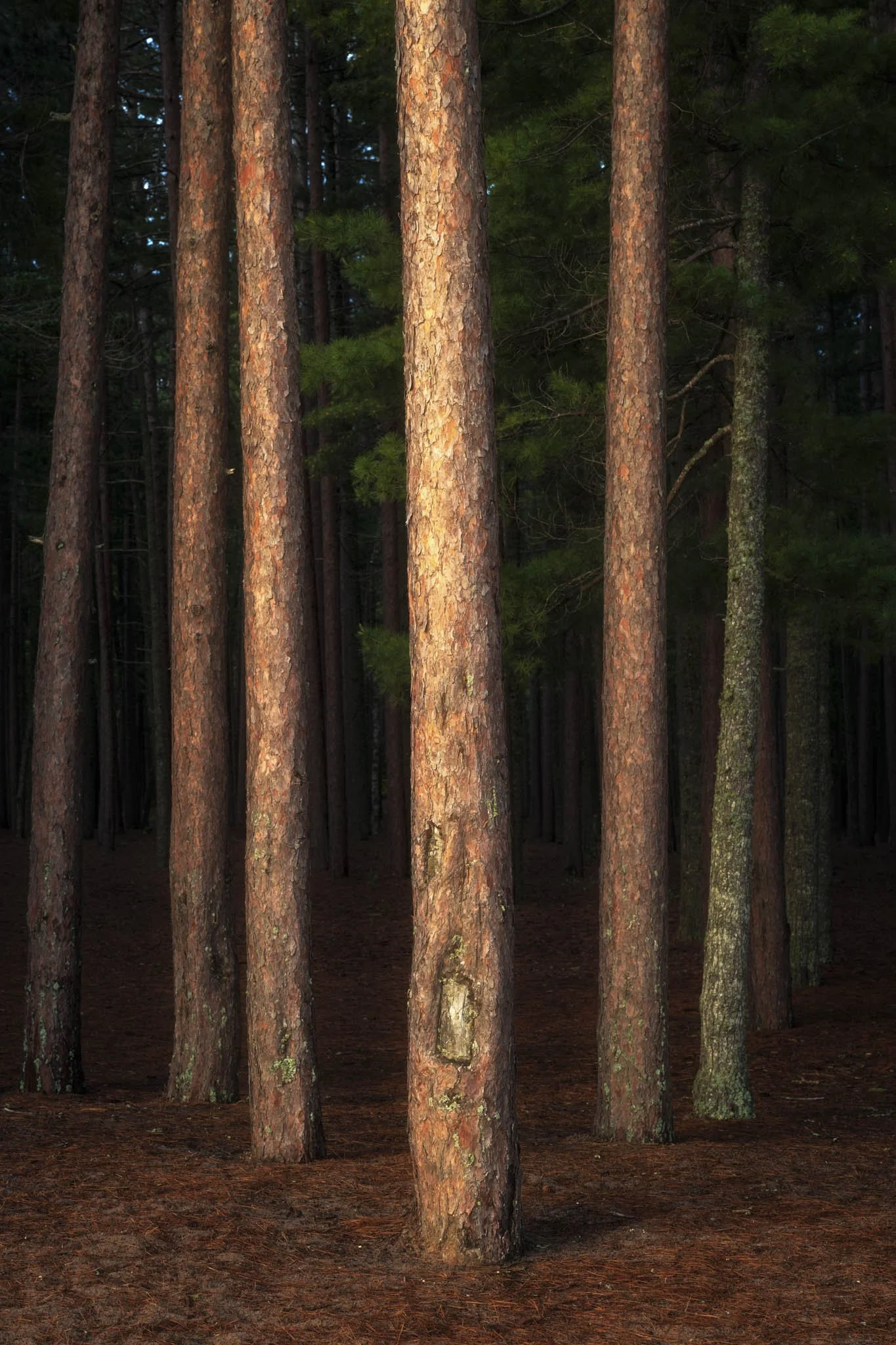 Sentinels-of-The-Forest.jpg