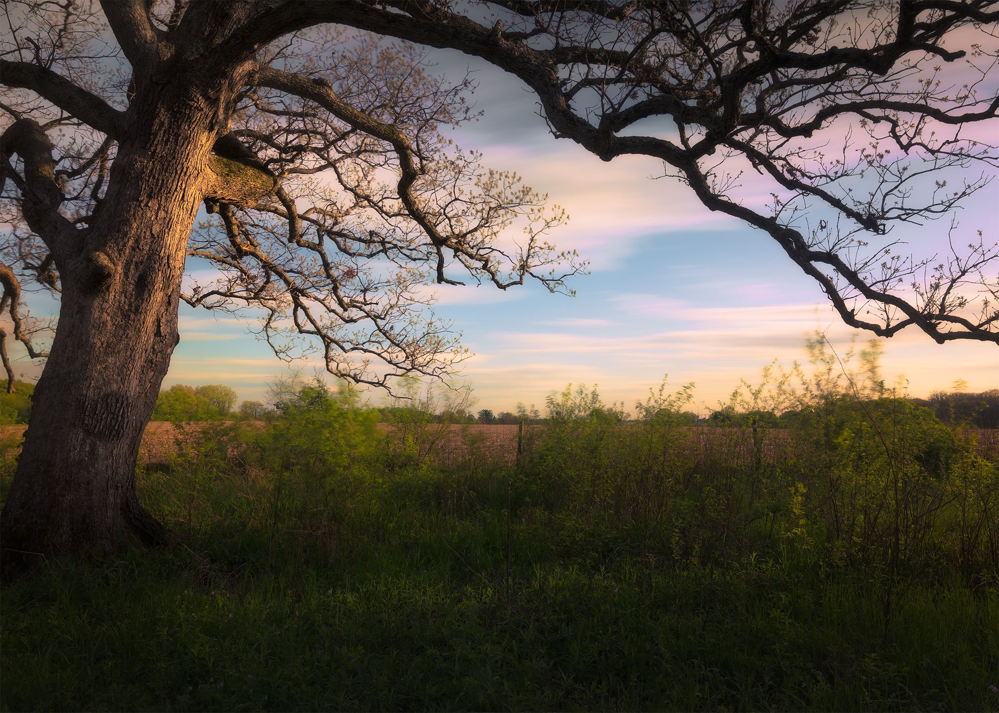 The Old Oak.