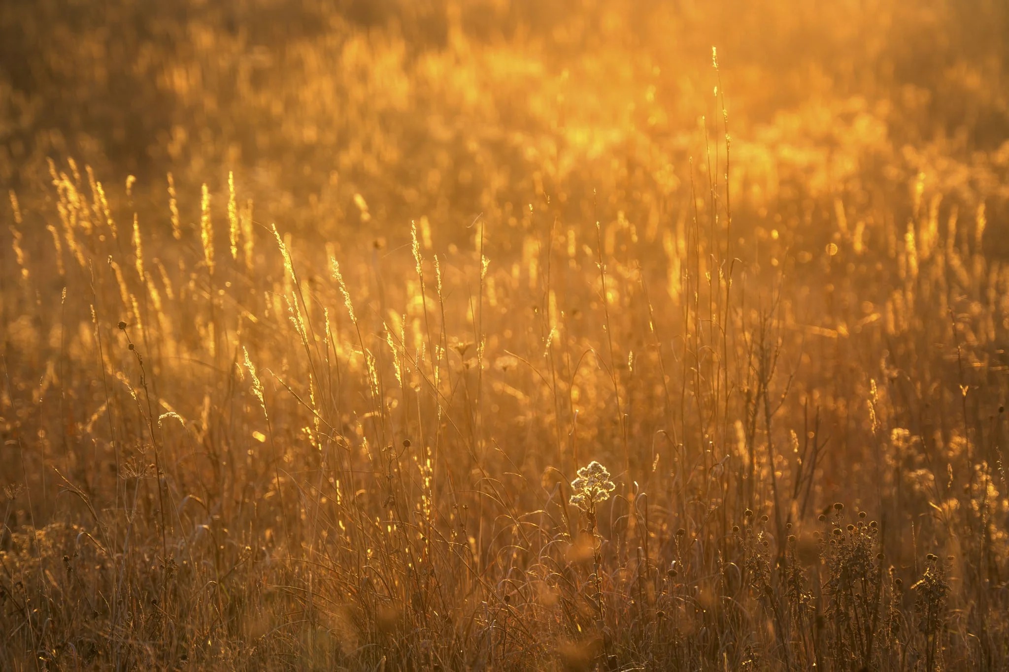 Novermber-Light-Nachusa-Grasslands.jpg