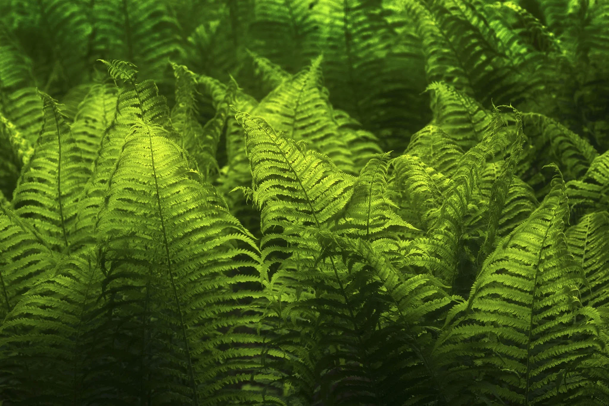 Spring-Ferns.jpg