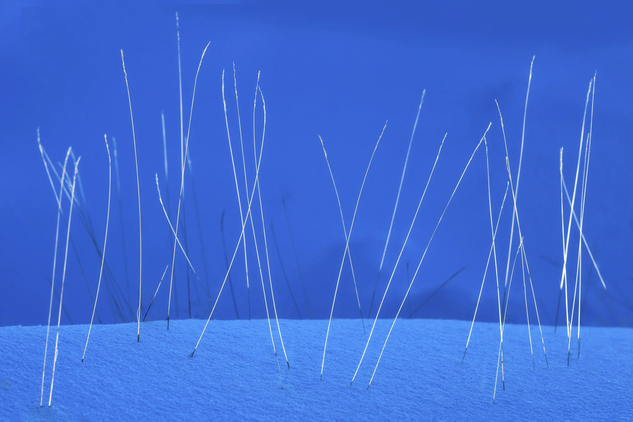 Winter-Dune-Grass.jpg