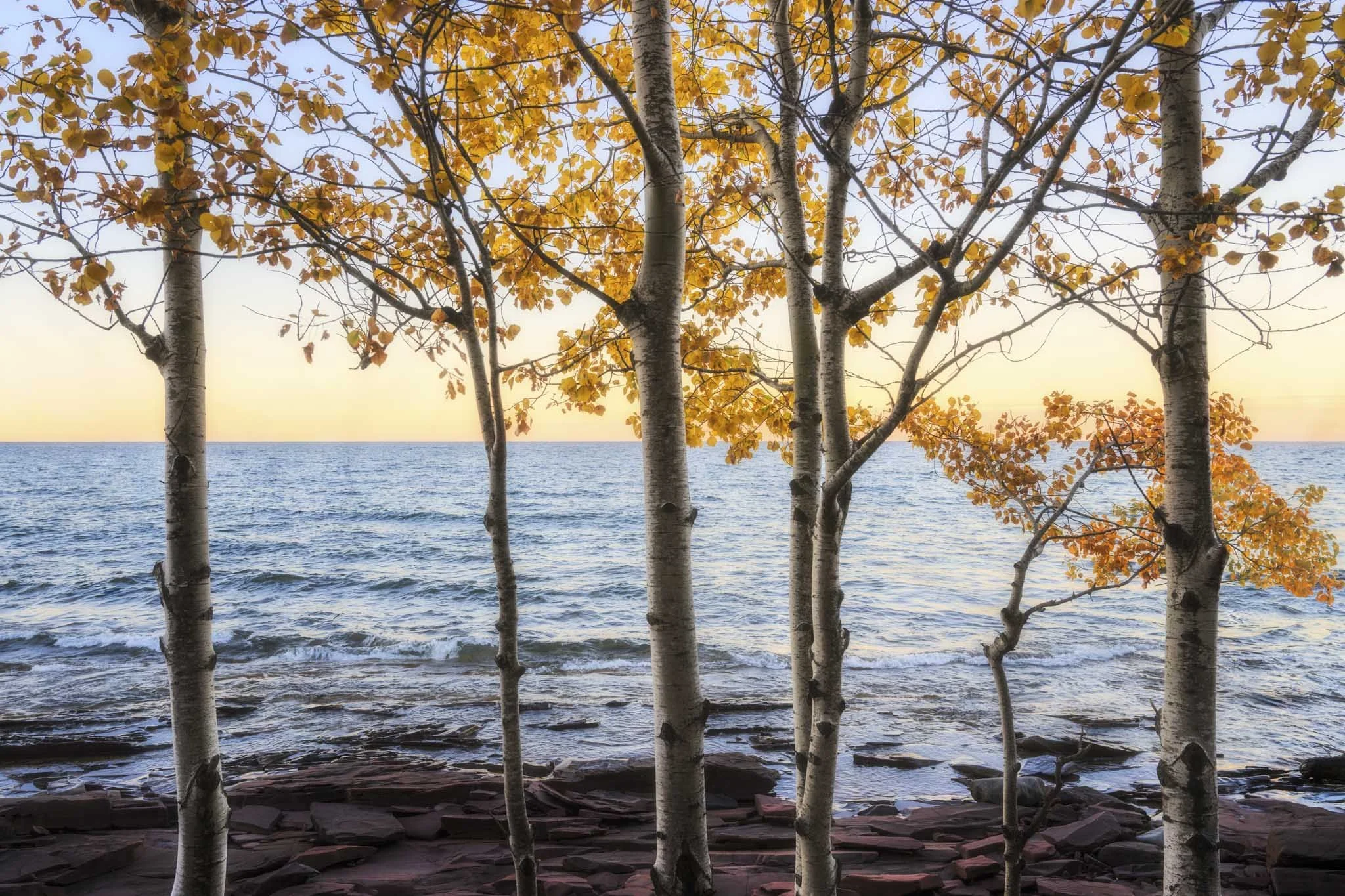 Fall-Color-Aspen-Trees-Upper-Peninsula.jpg
