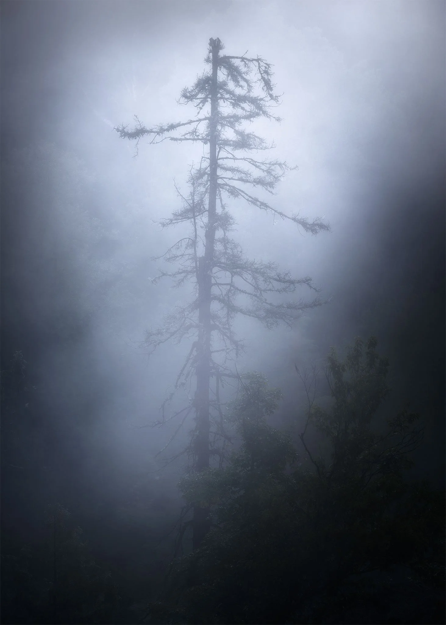 Gabbro-Tree-Fog.jpg