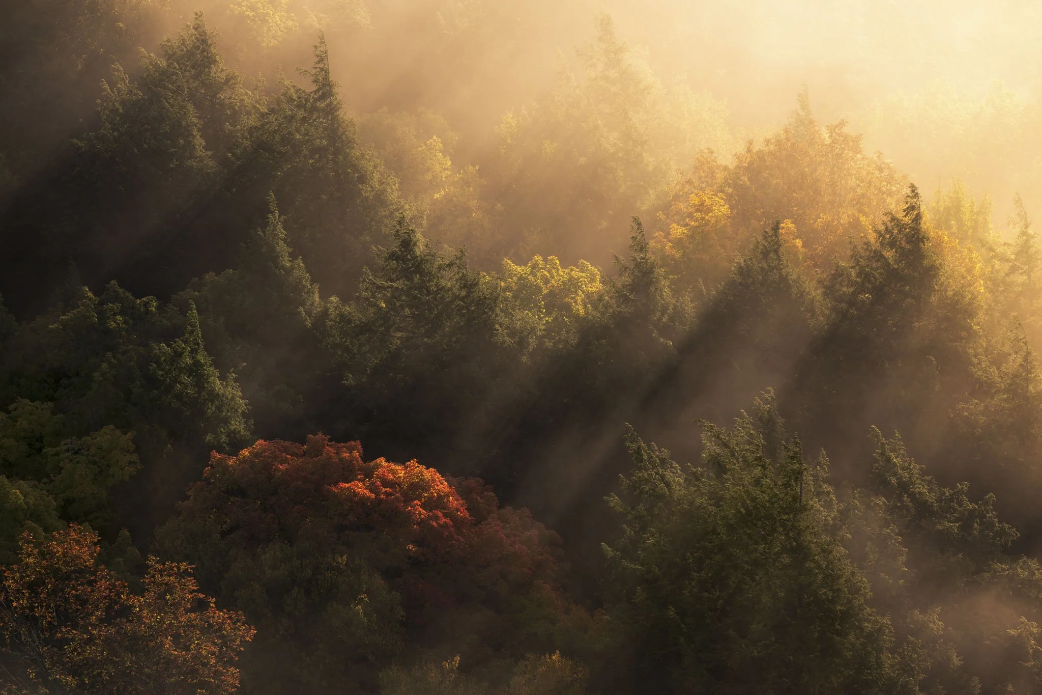 Fall-Colors-and-Fog-Porcupine-Mountains-Wilderness.jpg