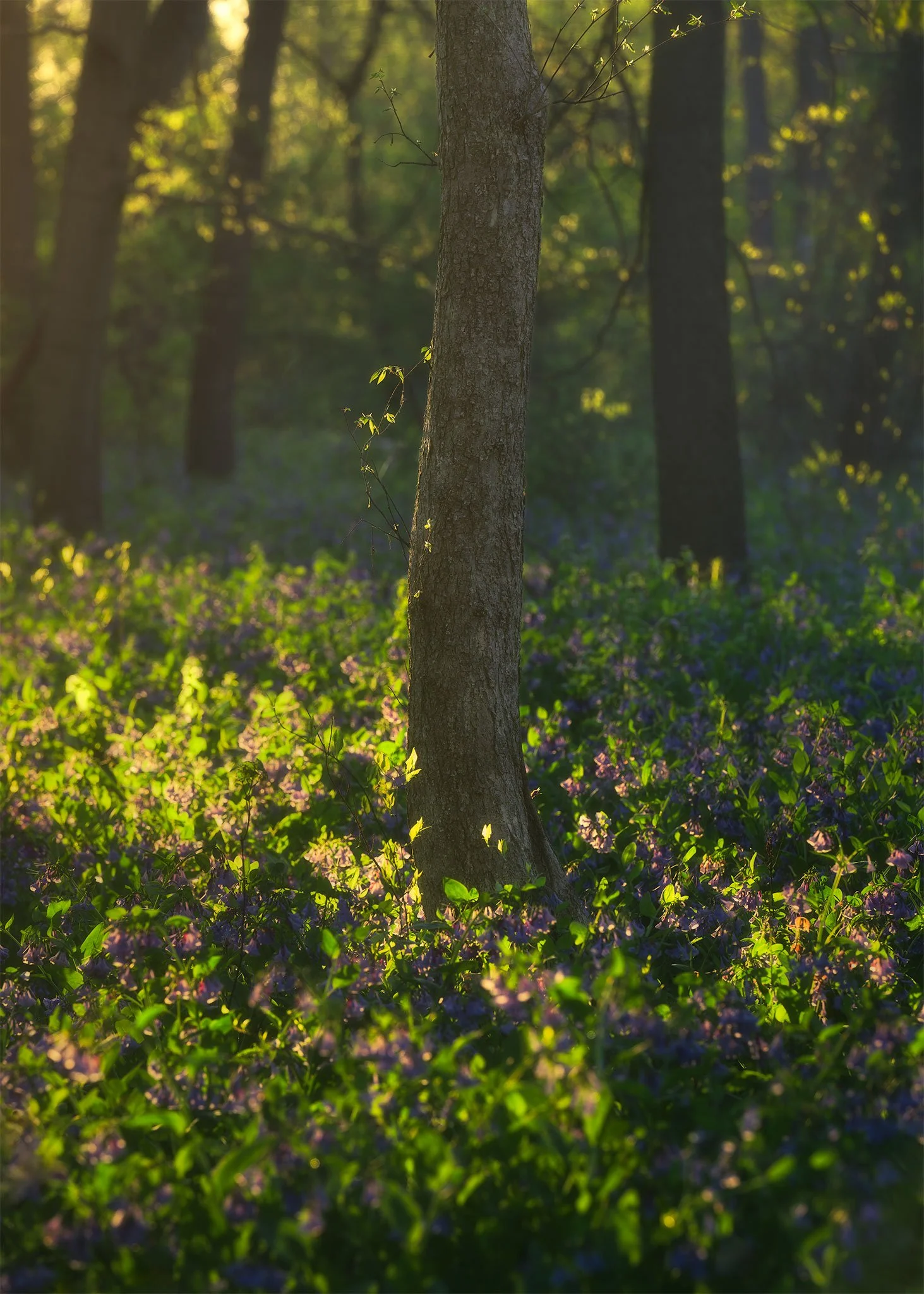 424-Bluebells-and-Sunshine.jpg