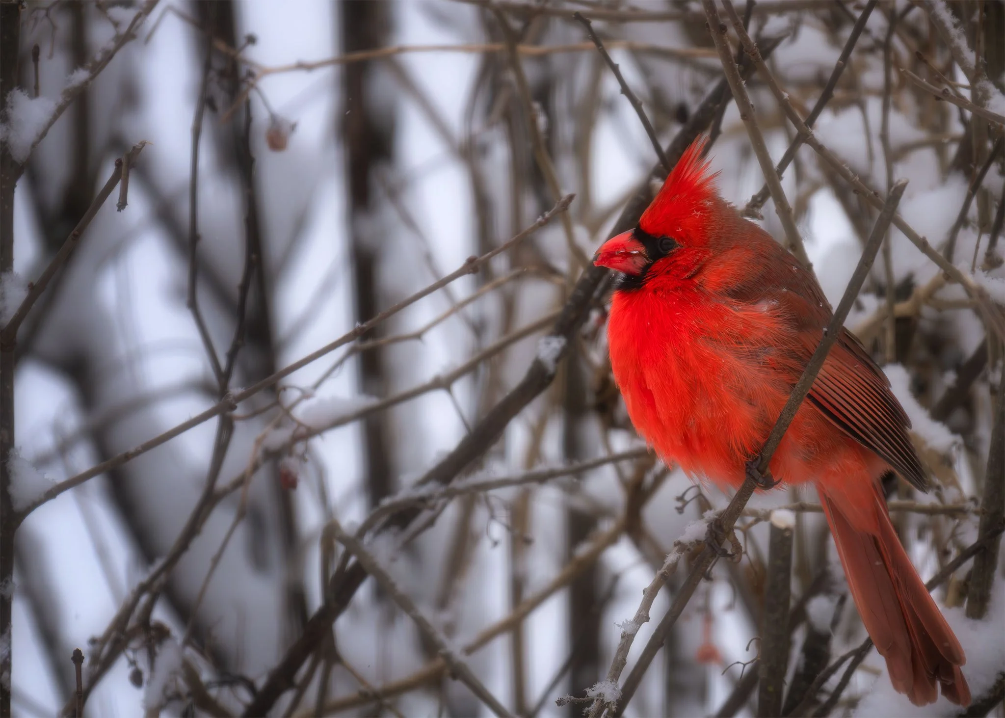 124 Snow-Cardinal.jpg