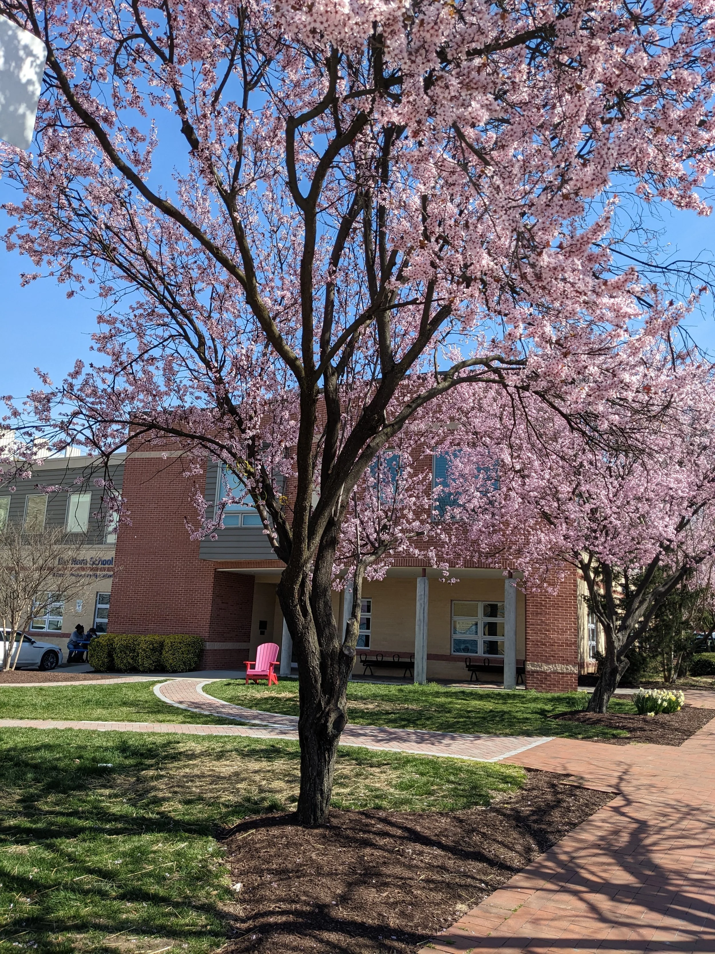 Building - Blossoms.jpg