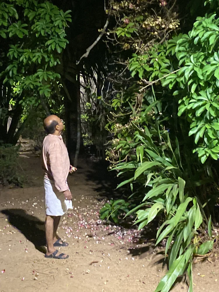 A man standing on a dirt path at night, surrounded by lush green plants and trees, looking up at the foliage.