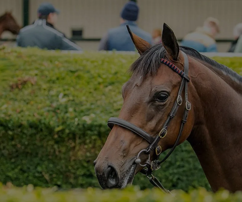 Close-up of a brown horse with a bridle, with a green hedge and blurred spectators in the background.