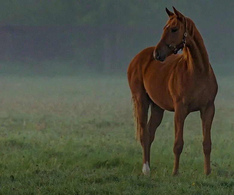 A chestnut horse standing on a grassy field with a foggy or cloudy sky in the background.