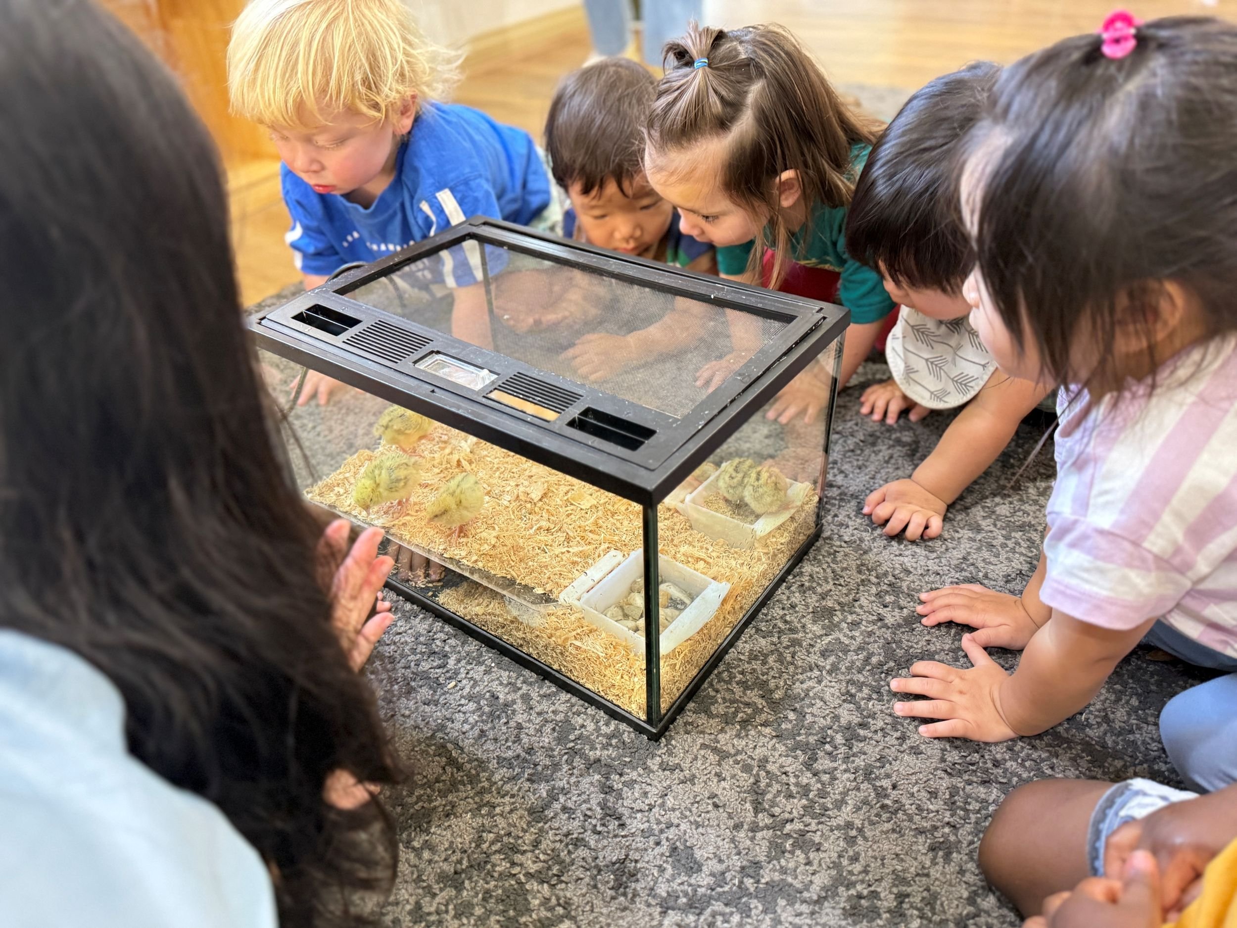 Group of young children gathered around and looking at a glass terrarium with baby chicks inside on a carpeted floor.