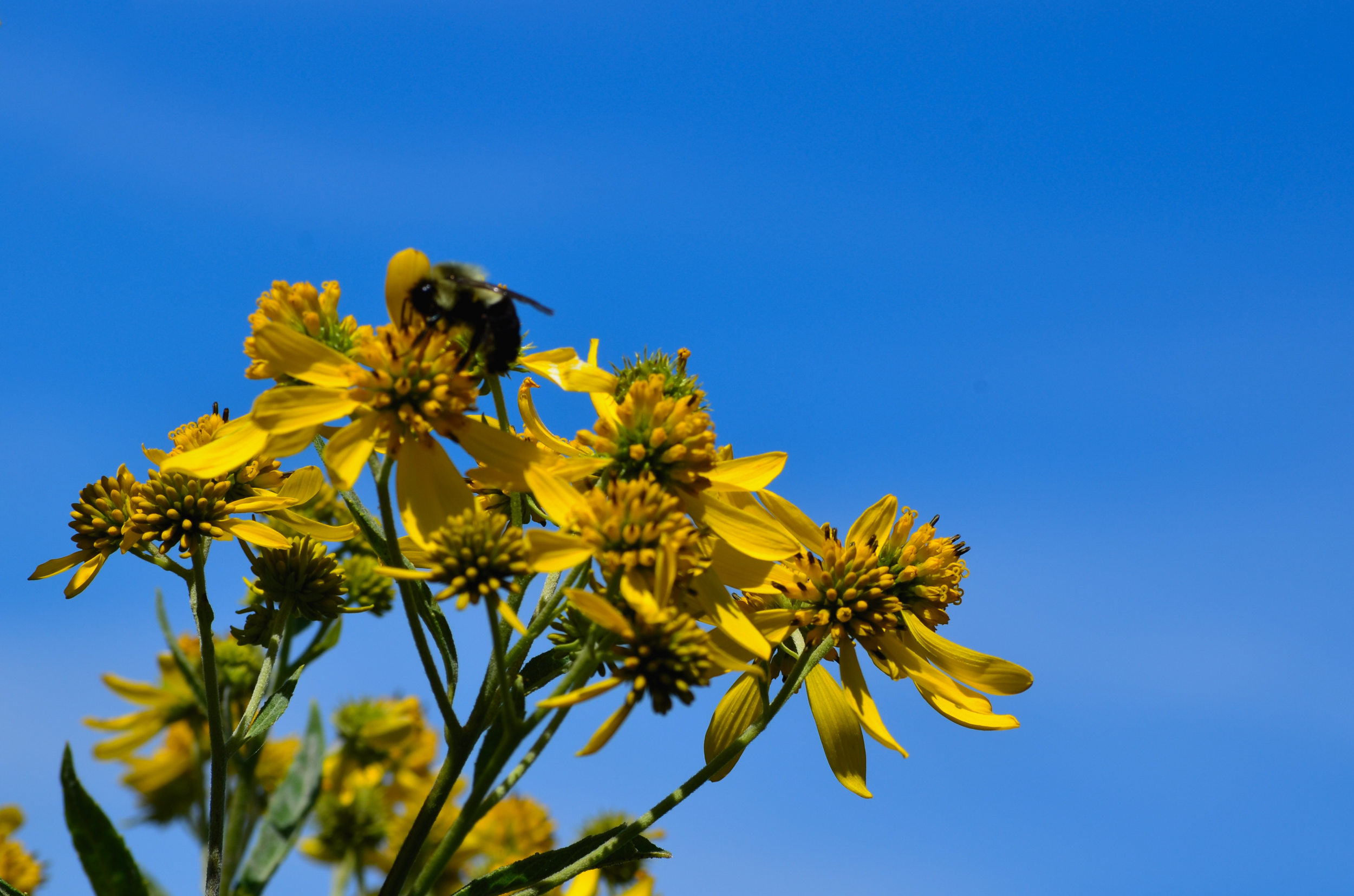 Bee-utiful Flowers