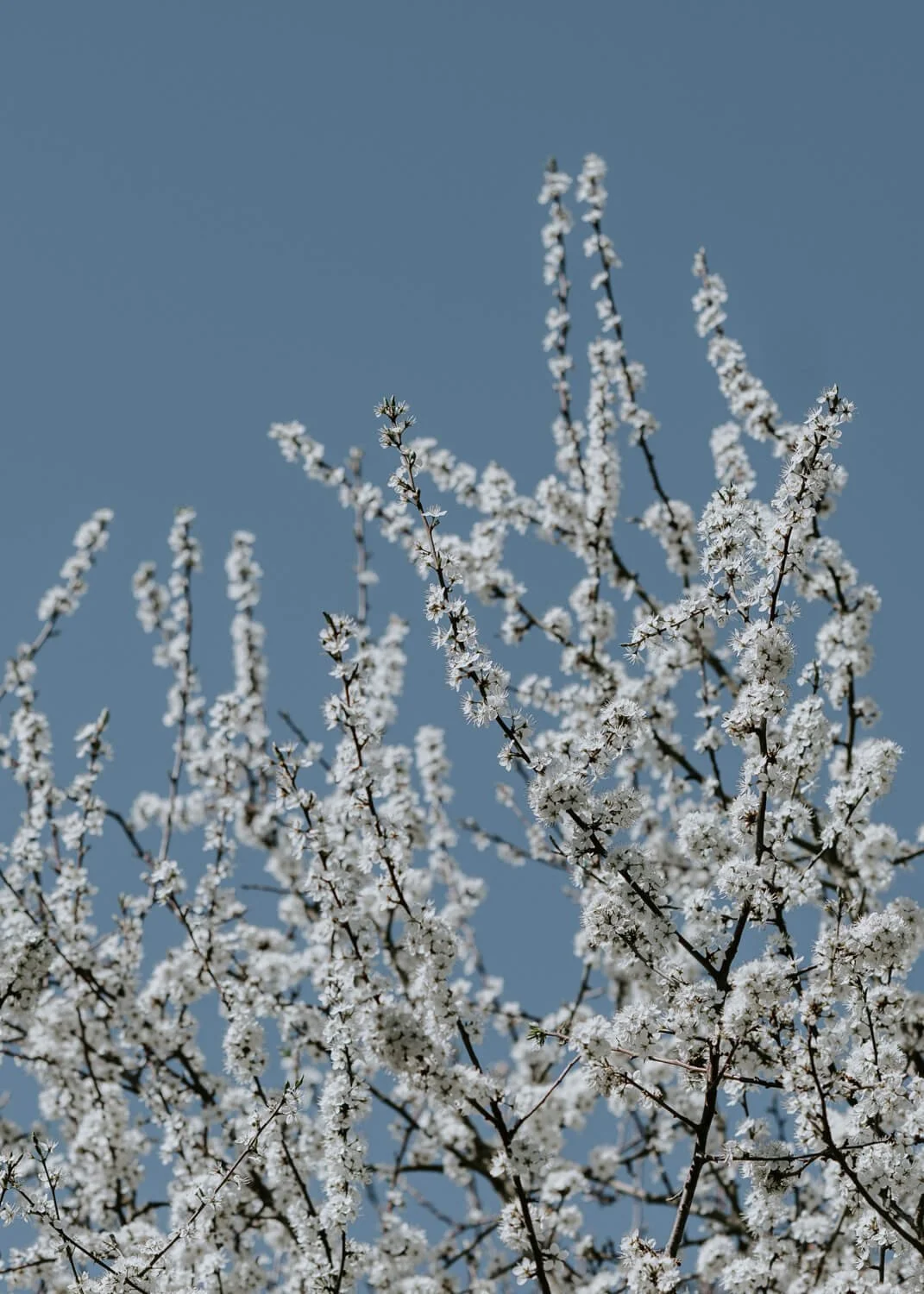 Blackthorn blossom against a blue sky in March | A Wholesome Life | Josephine Brooks
