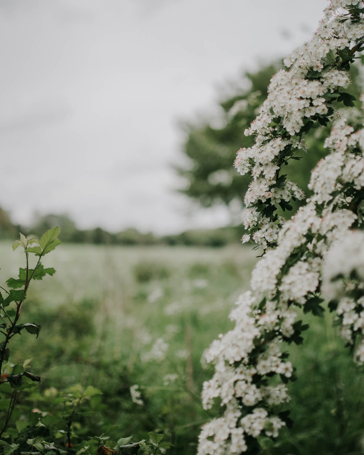 England’s Blossom Schedule