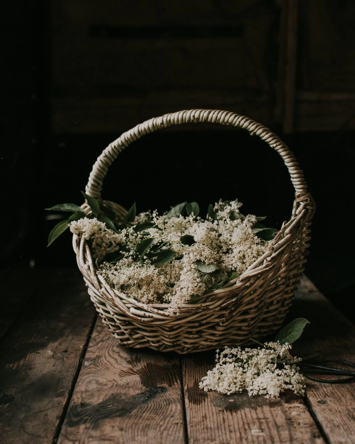 Elderflower Blossom | A Wholesome Life | Josephine Brooks