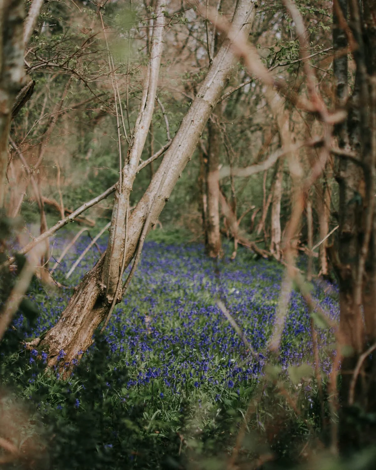 A thick carpet of bluebells in the woods | A Wholesome Life | Josephine Brooks