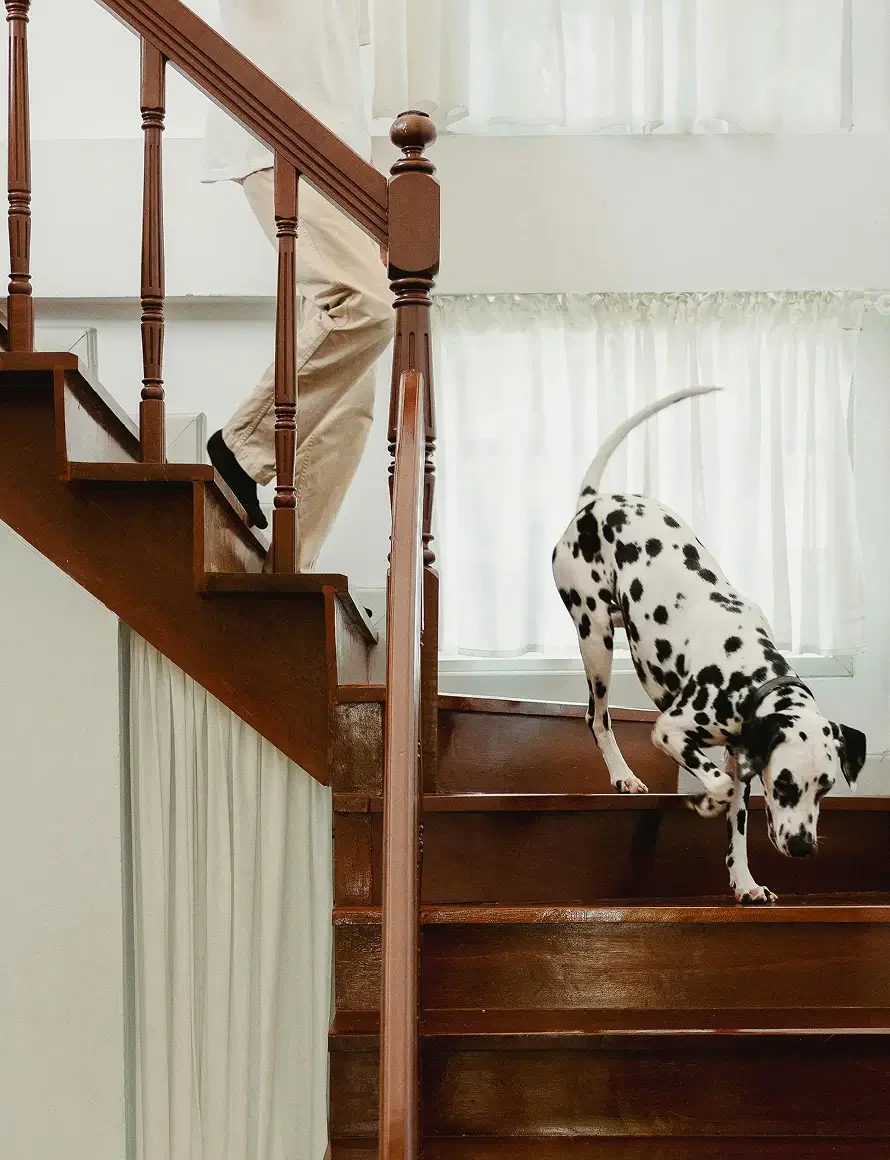 Dalmatian dog walking down wooden stairs in a home interior with white curtains.