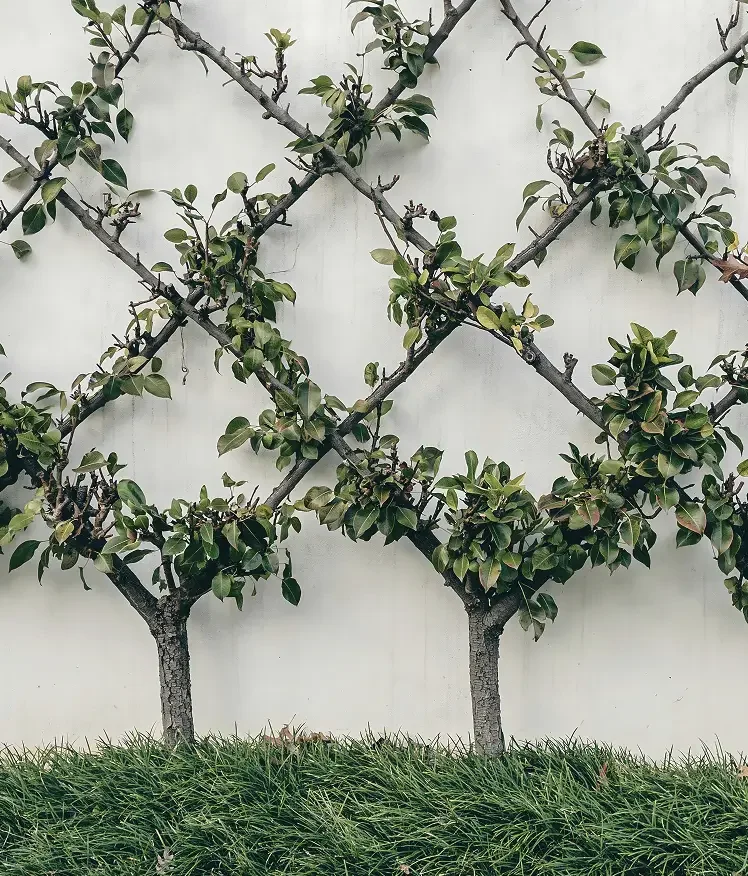 Two small trees with dense, green leaves growing in front of a white wall with grass at the base.