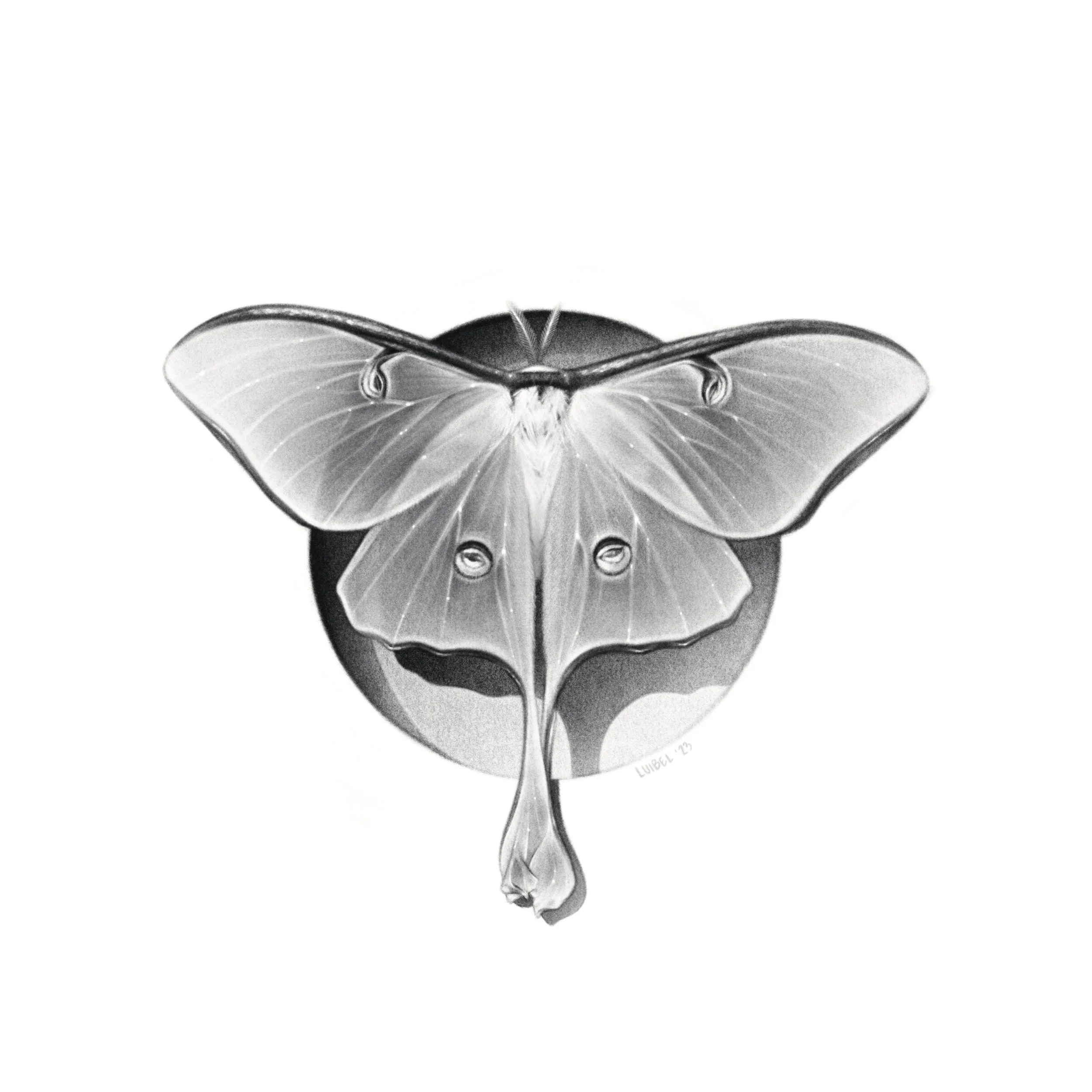 Luna Moth