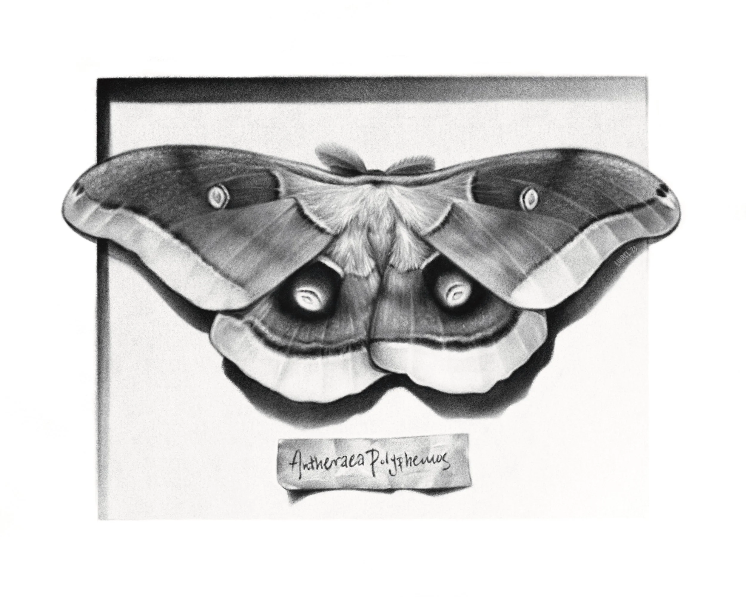 Polyphemus Moth