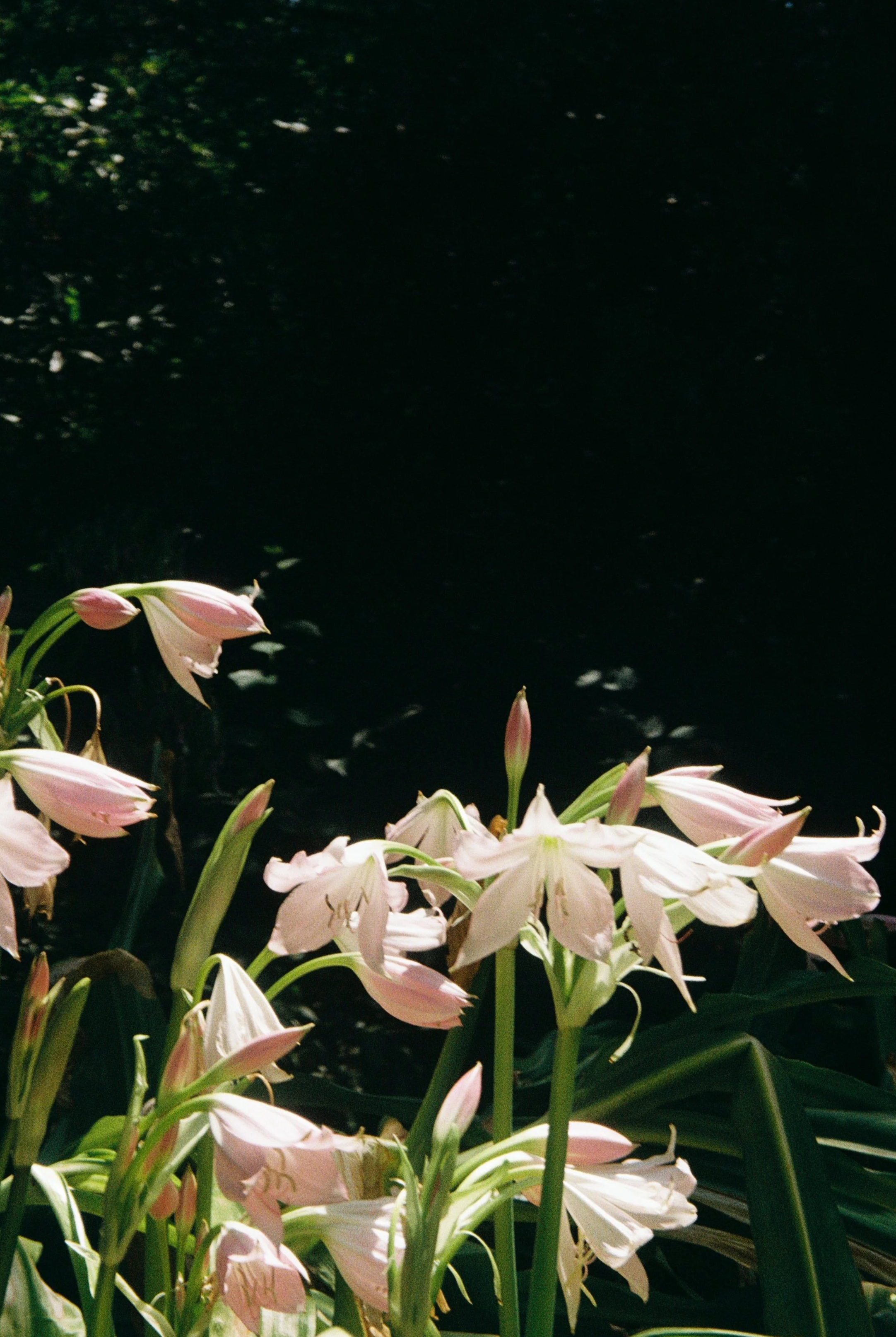 IMG_6966.png